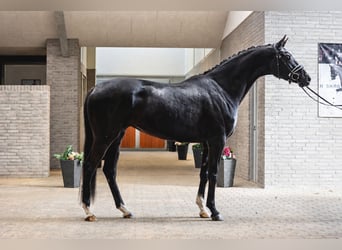 Deens warmbloed, Merrie, 4 Jaar, 170 cm, Zwart
