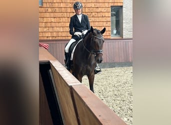 Deens warmbloed, Merrie, 4 Jaar, 171 cm, Bruin
