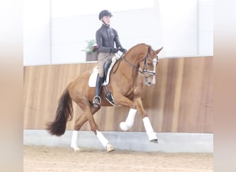 Deens warmbloed, Merrie, 4 Jaar, 173 cm, Donkere-vos