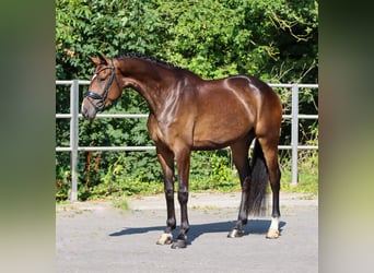 Deens warmbloed, Merrie, 4 Jaar, 174 cm, Donkerbruin