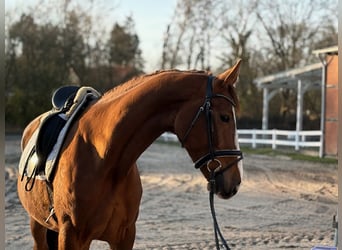 Deens warmbloed, Merrie, 4 Jaar, Donkere-vos