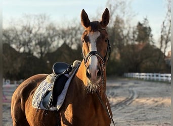 Deens warmbloed, Merrie, 4 Jaar, Vos