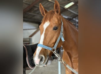 Deens warmbloed, Merrie, 5 Jaar, 165 cm, Donkere-vos