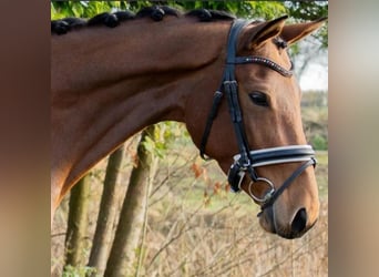 Deens warmbloed, Merrie, 5 Jaar, 167 cm, Lichtbruin