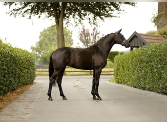 Deens warmbloed, Merrie, 5 Jaar, 167 cm, Zwart
