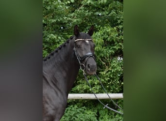 Deens warmbloed, Merrie, 5 Jaar, 167 cm, Zwart