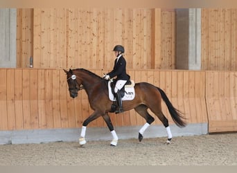 Deens warmbloed, Merrie, 5 Jaar, 170 cm, Bruin