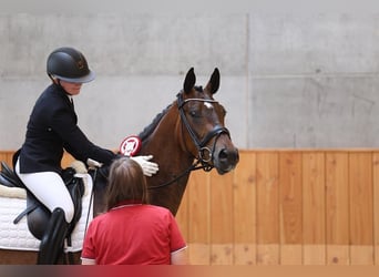 Deens warmbloed, Merrie, 5 Jaar, 170 cm, Bruin