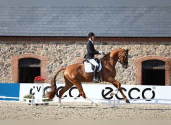 Deens warmbloed, Merrie, 5 Jaar, 175 cm, Vos