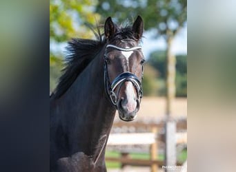 Deens warmbloed, Merrie, 6 Jaar, 168 cm, Donkerbruin