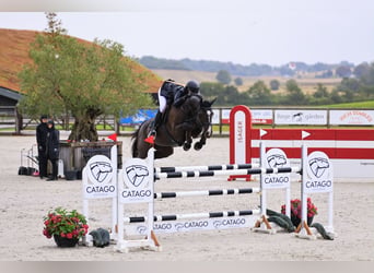 Deens warmbloed, Merrie, 6 Jaar, 168 cm, Zwart