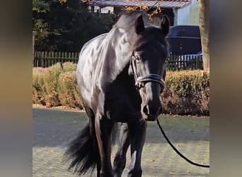 Deens warmbloed, Merrie, 6 Jaar, 172 cm, Zwart