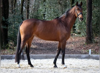 Deens warmbloed, Merrie, 7 Jaar, 172 cm, Bruin
