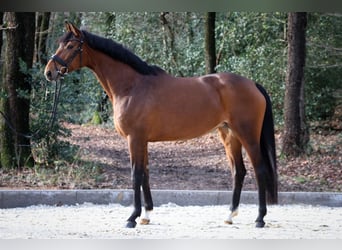 Deens warmbloed, Merrie, 7 Jaar, 172 cm, Bruin