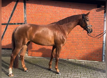 Deens warmbloed, Merrie, 7 Jaar, 176 cm, Vos