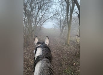 Deens warmbloed, Merrie, 8 Jaar, 164 cm, Schimmel