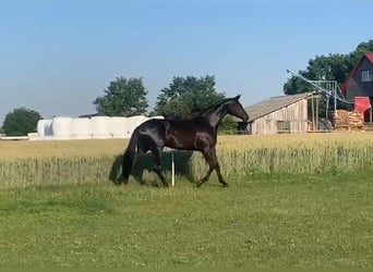 Deens warmbloed, Merrie, 8 Jaar, 171 cm, Zwart