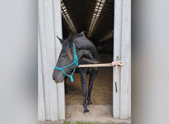 Deens warmbloed, Merrie, 9 Jaar, 160 cm, Zwart