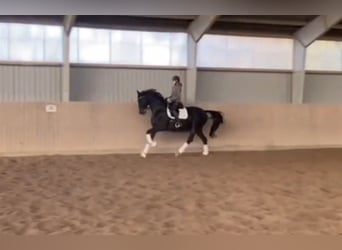 Deens warmbloed, Merrie, 9 Jaar, 174 cm, Donkerbruin