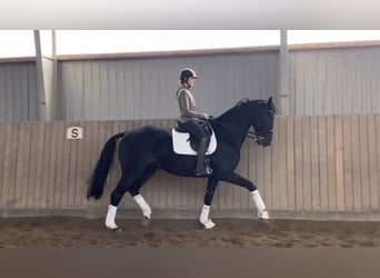 Deens warmbloed, Merrie, 9 Jaar, 174 cm, Donkerbruin