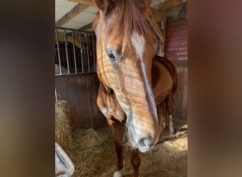 Deens warmbloed, Merrie, 9 Jaar, 175 cm, Bruin