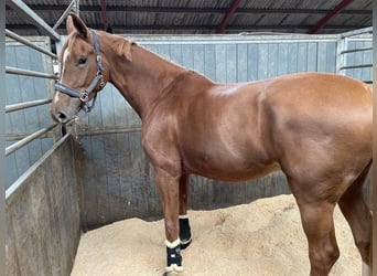 Deens warmbloed, Merrie, 9 Jaar, 175 cm, Bruin