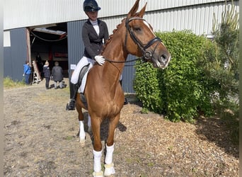 Deens warmbloed, Merrie, 9 Jaar, 175 cm, Bruin