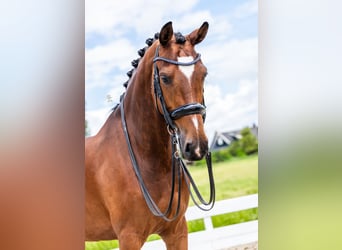 Deens warmbloed, Merrie, 9 Jaar, Bruin