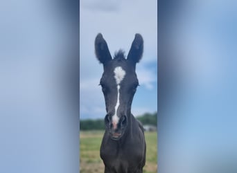 Deens warmbloed, Merrie, veulen (06/2023), 168 cm, Zwart