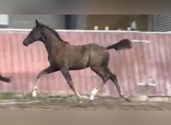 Deens warmbloed, Merrie, Veulen (01/2025), 172 cm, Lichtbruin