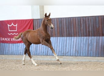 Deens warmbloed, Merrie, Veulen (05/2025)