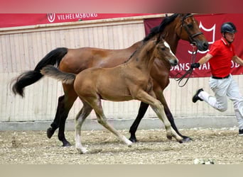Deens warmbloed, Merrie, Veulen (06/2025)
