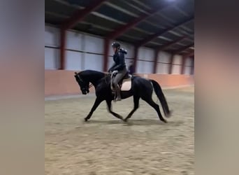 Deens warmbloed, Ruin, 11 Jaar, 167 cm, Donkerbruin
