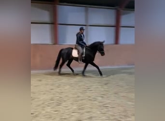 Deens warmbloed, Ruin, 11 Jaar, 167 cm, Donkerbruin