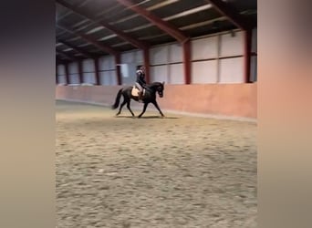 Deens warmbloed, Ruin, 11 Jaar, 167 cm, Donkerbruin
