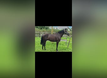 Deens warmbloed, Ruin, 11 Jaar, 167 cm, Donkerbruin