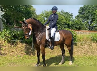 Deens warmbloed, Ruin, 11 Jaar, 170 cm