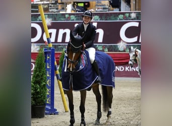 Deens warmbloed, Ruin, 12 Jaar, 170 cm, Bruin