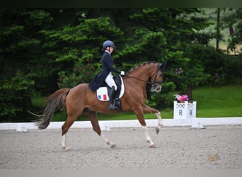 Deens warmbloed, Ruin, 12 Jaar, 170 cm, Donkere-vos