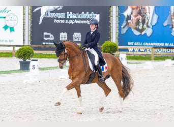 Deens warmbloed, Ruin, 12 Jaar, 170 cm, Donkere-vos