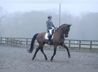 Deens warmbloed, Ruin, 14 Jaar, Zwart