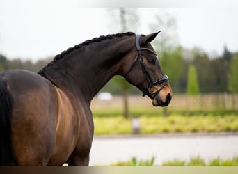 Deens warmbloed, Ruin, 15 Jaar, 168 cm, Roodbruin