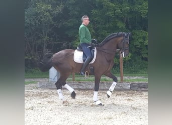 Deens warmbloed, Ruin, 15 Jaar, 174 cm, Bruin