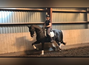 Deens warmbloed, Ruin, 15 Jaar, 174 cm, Bruin