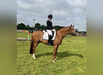 Deens warmbloed, Ruin, 16 Jaar, 170 cm, Vos