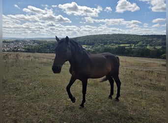 Deens warmbloed, Ruin, 20 Jaar, 180 cm, Bruin