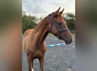 Deens warmbloed, Ruin, 2 Jaar, 170 cm, Donkere-vos