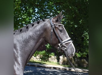 Deens warmbloed, Ruin, 3 Jaar, 162 cm, Zwart