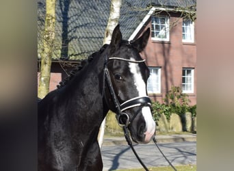 Deens warmbloed, Ruin, 3 Jaar, 162 cm, Zwart