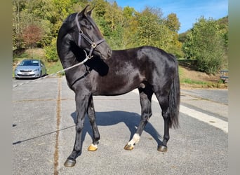 Deens warmbloed, Ruin, 3 Jaar, 166 cm, Zwart